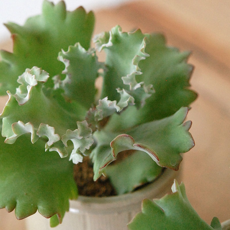Kalanchoe カーニバル x antique pot