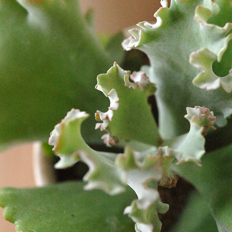 Kalanchoe カーニバル x antique pot