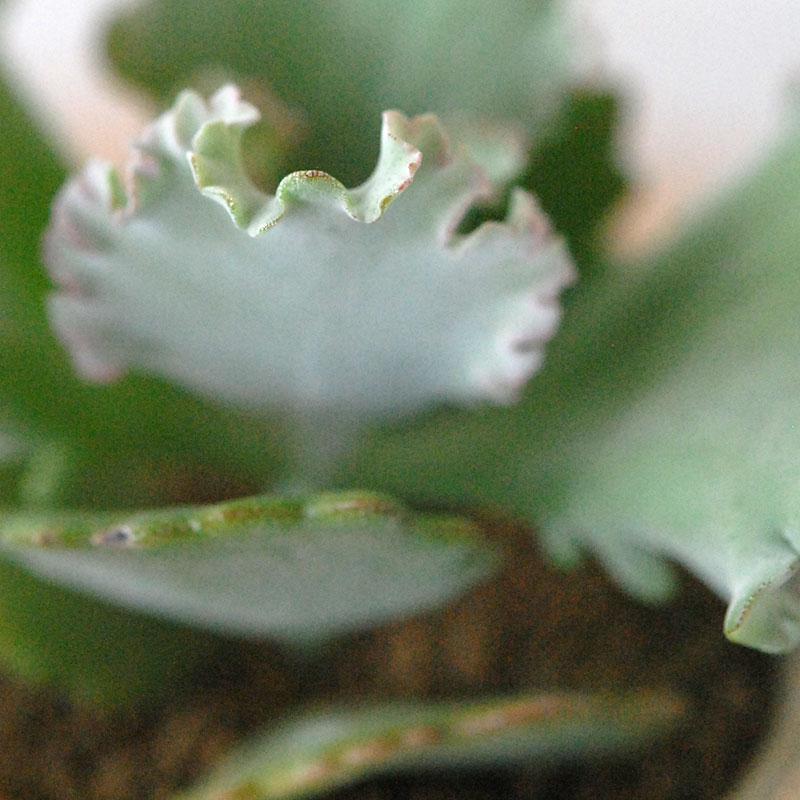 Kalanchoe カーニバル x antique pot