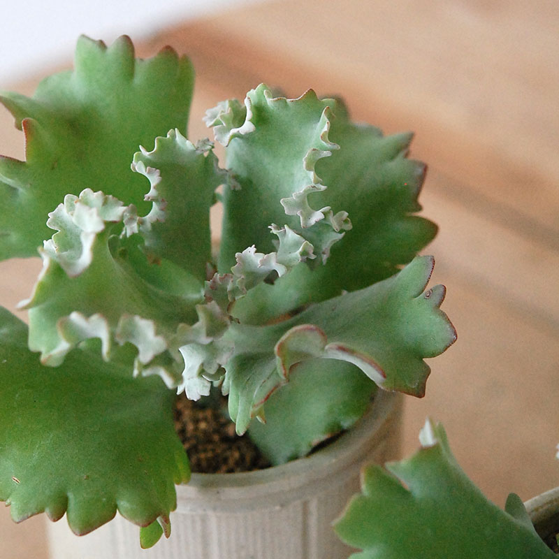Kalanchoe カーニバル x antique pot