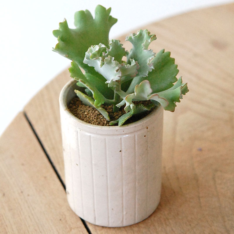 Kalanchoe カーニバル x antique pot