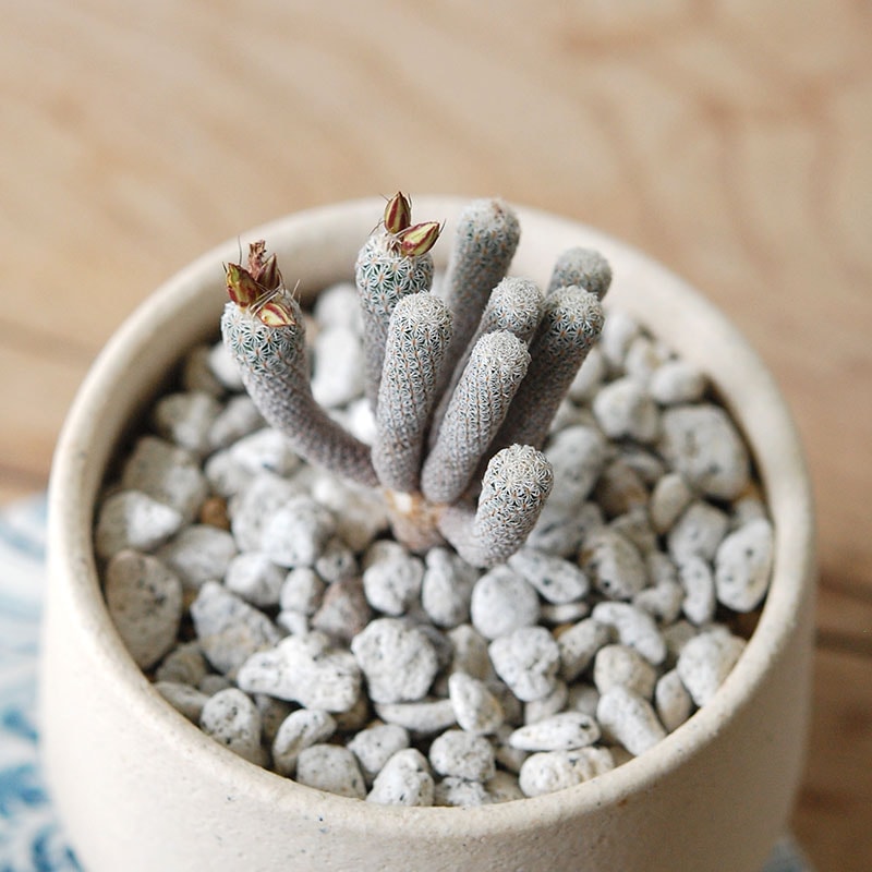 Turbinicarpus ミニマ x pot