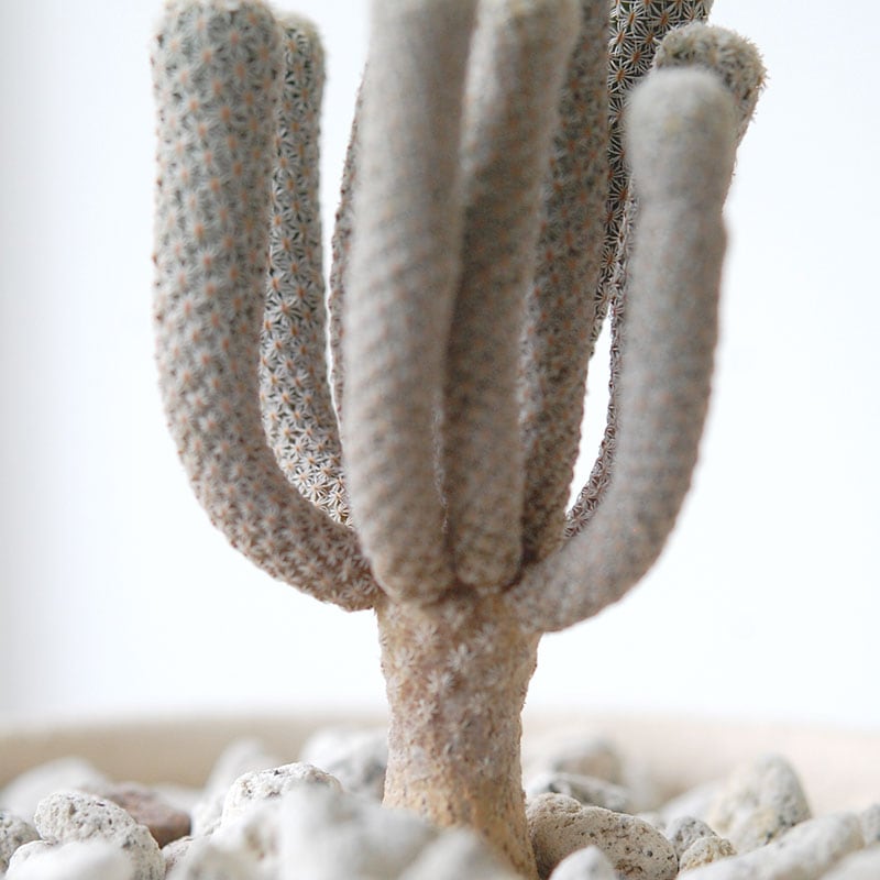 Turbinicarpus ミニマ x pot