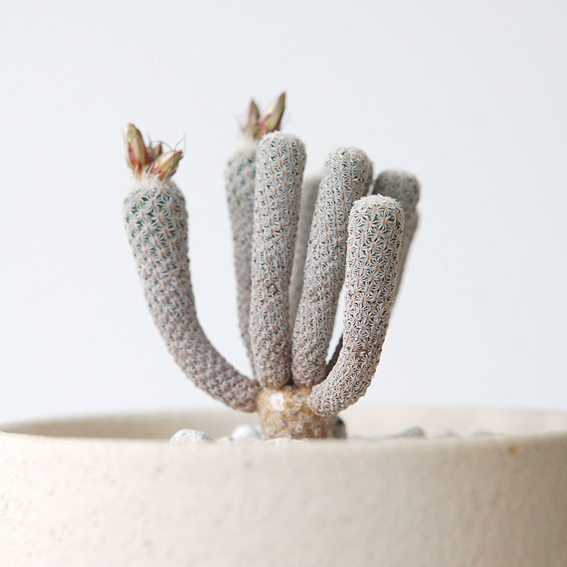 Turbinicarpus ミニマ x pot