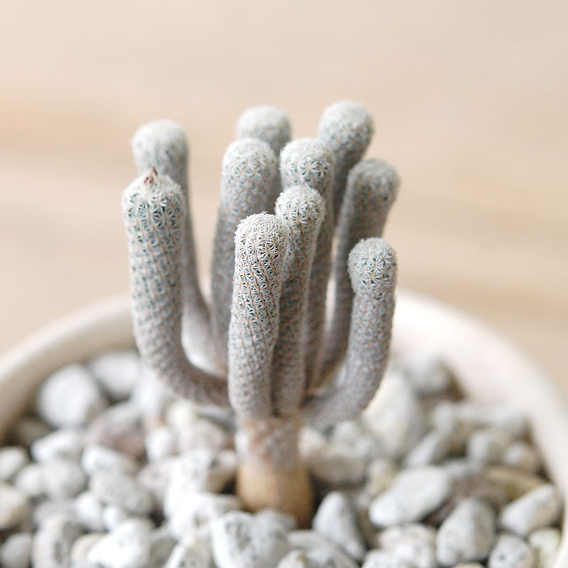 Turbinicarpus ミニマ x pot
