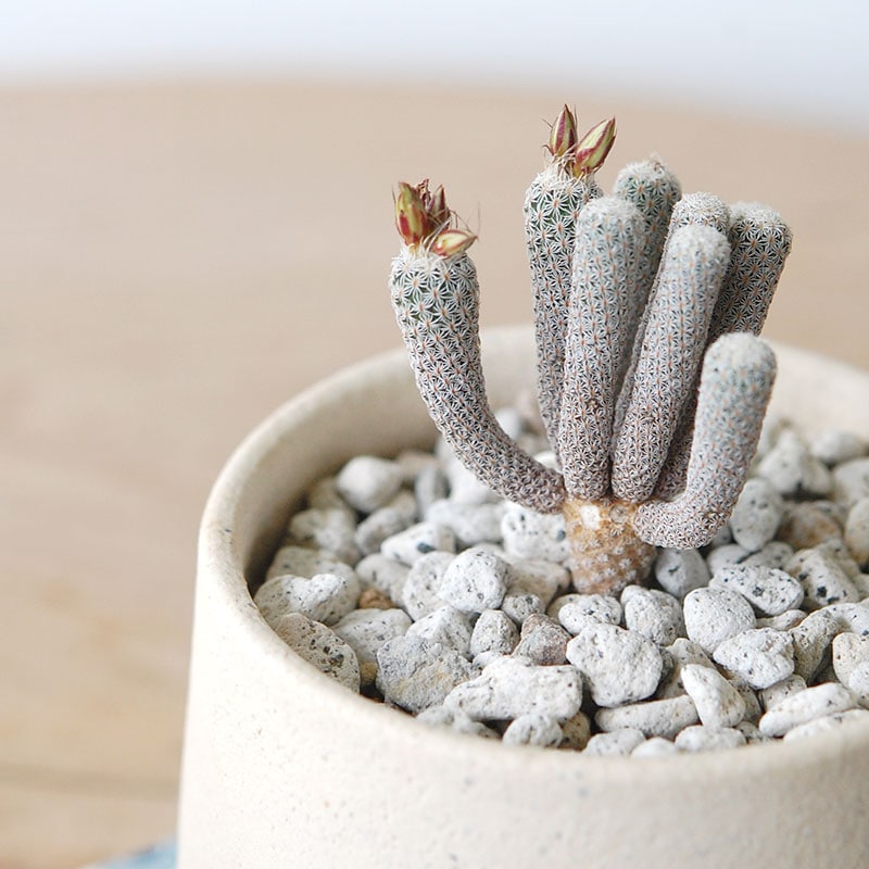 Turbinicarpus ミニマ x pot