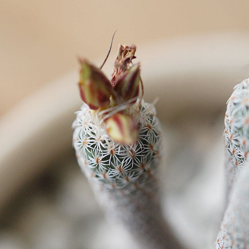 Turbinicarpus ミニマ x pot