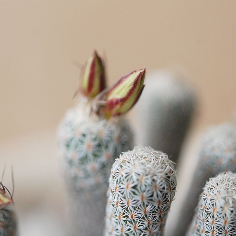 Turbinicarpus ミニマ x pot