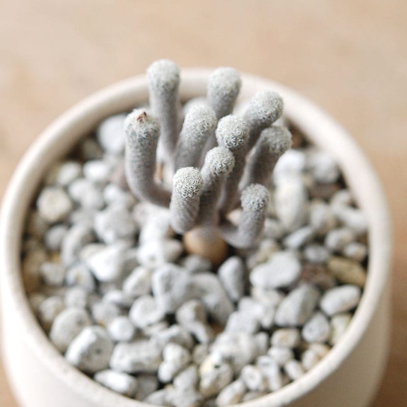 Turbinicarpus ミニマ x pot