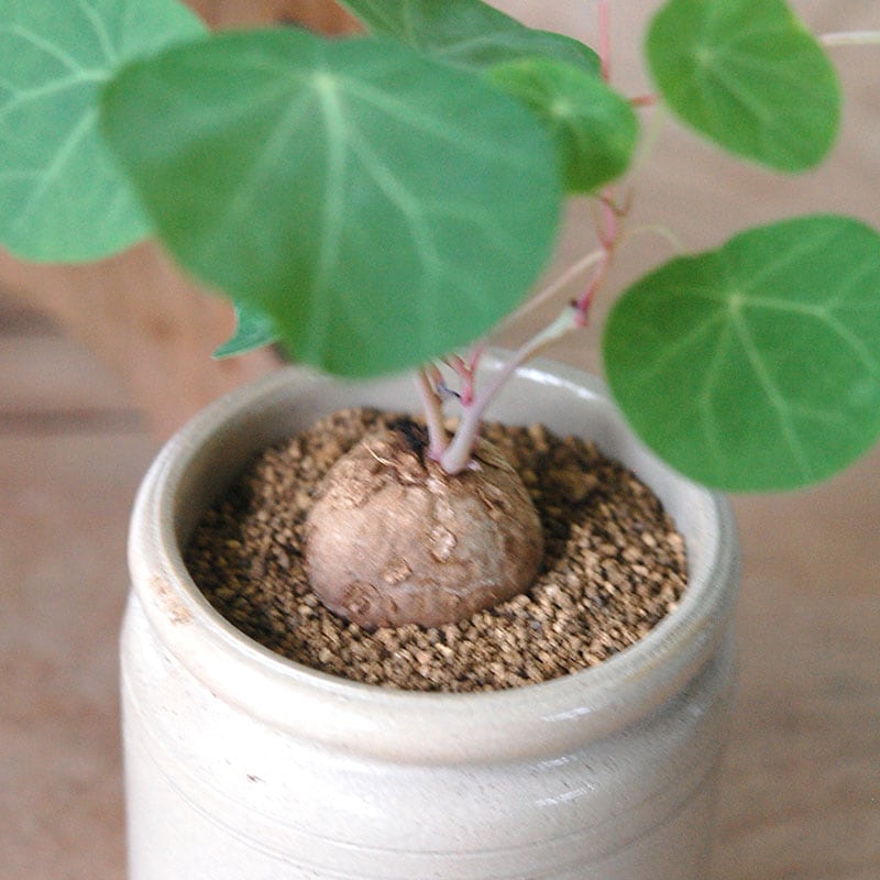 Stephania cepharantha x antique イギリスジャー