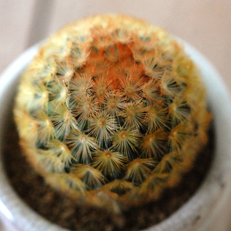 Mammillaria カルメナエ x antique pot