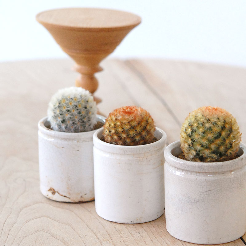 Mammillaria カルメナエ x antique pot