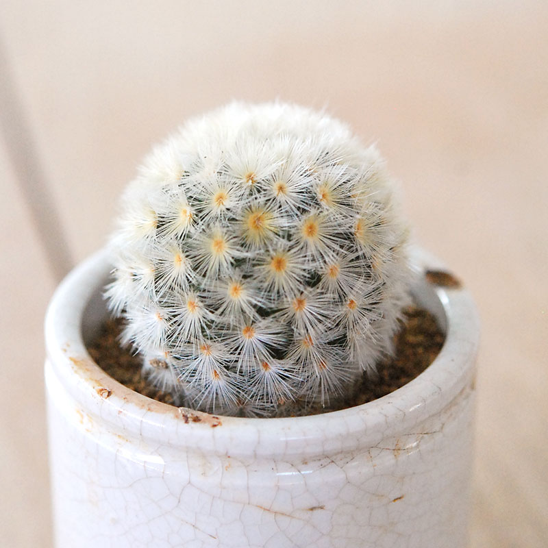 Mammillaria カルメナエ x antique pot