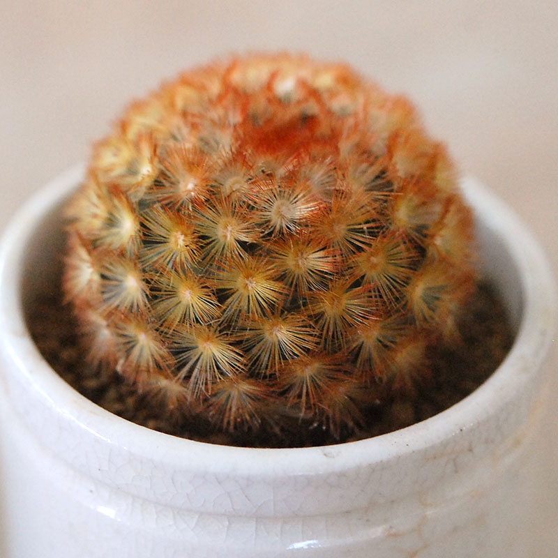 Mammillaria カルメナエ x antique pot