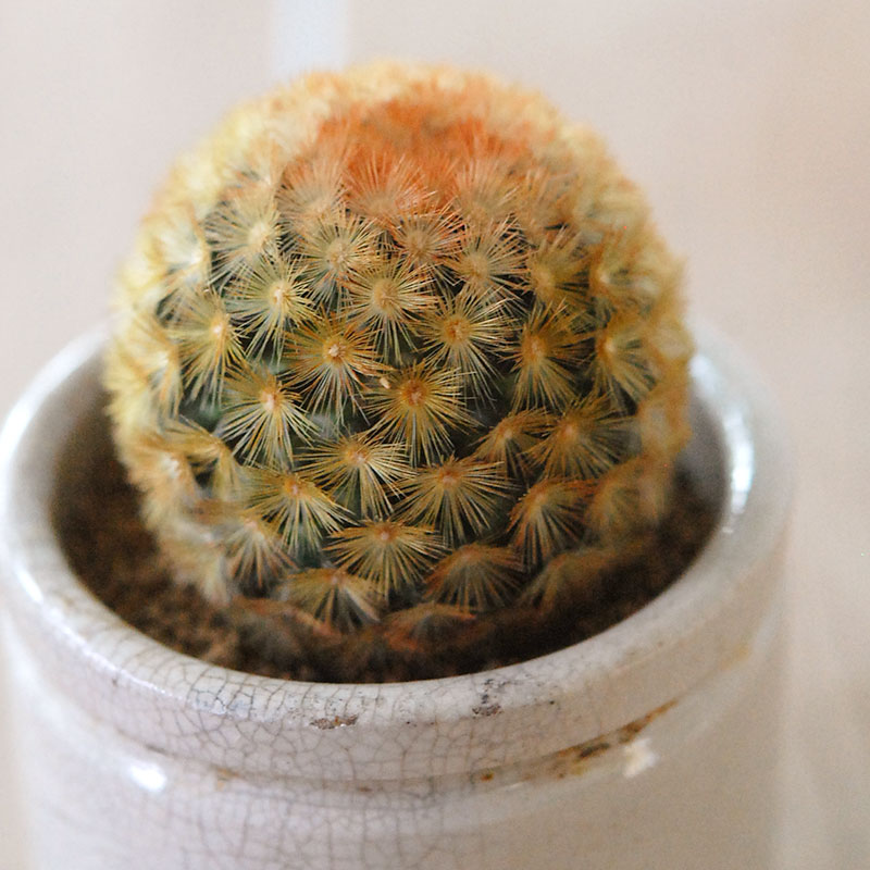 Mammillaria カルメナエ x antique pot