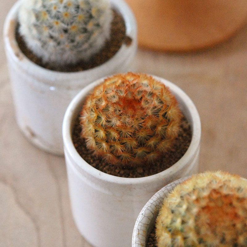Mammillaria カルメナエ x antique pot