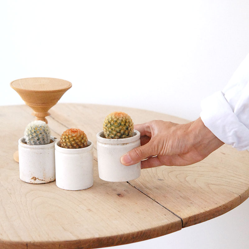 Mammillaria カルメナエ x antique pot