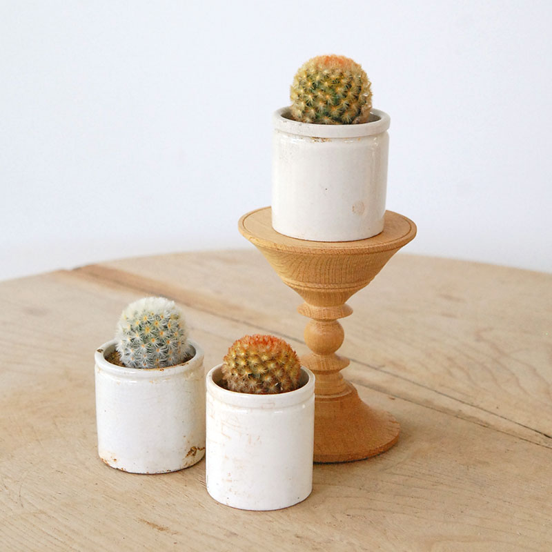 Mammillaria カルメナエ x antique pot