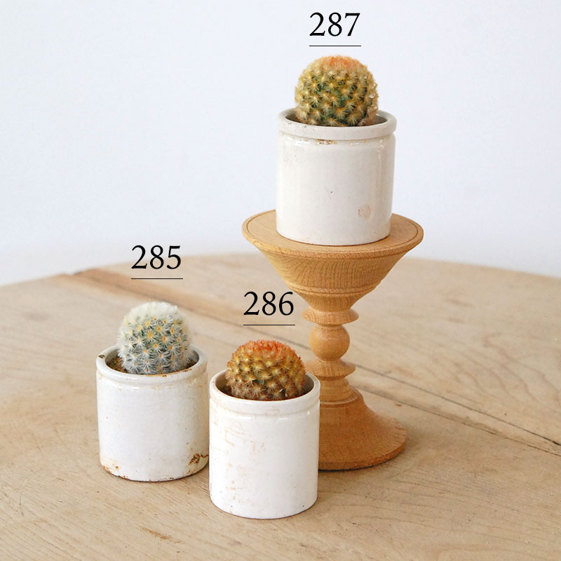 Mammillaria カルメナエ x antique pot