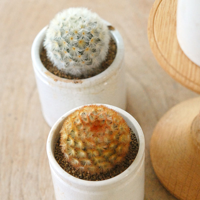 Mammillaria カルメナエ x antique pot