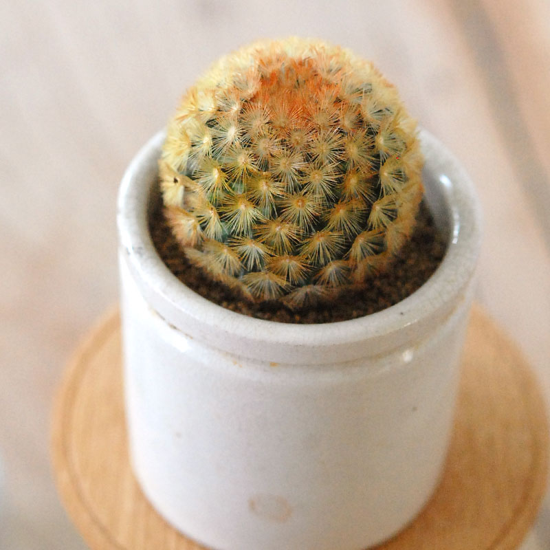 Mammillaria カルメナエ x antique pot