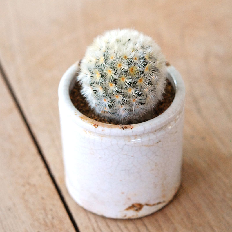 Mammillaria カルメナエ x antique pot
