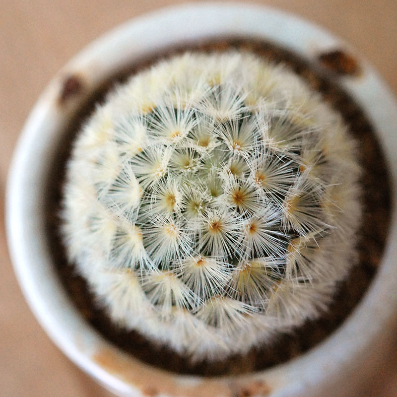 Mammillaria カルメナエ x antique pot