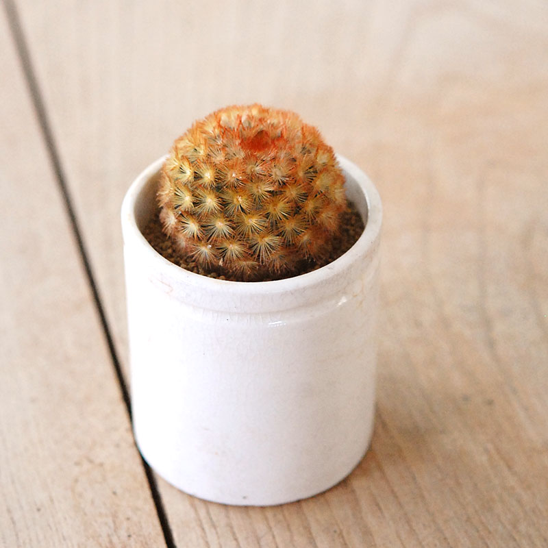 Mammillaria カルメナエ x antique pot