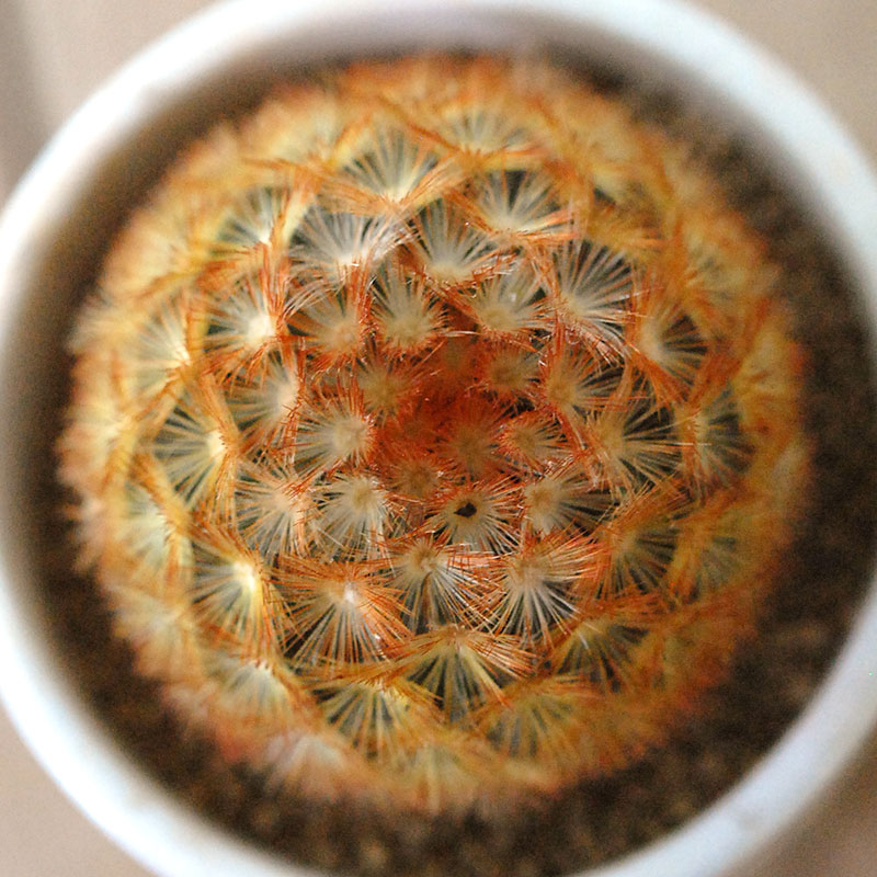 Mammillaria カルメナエ x antique pot