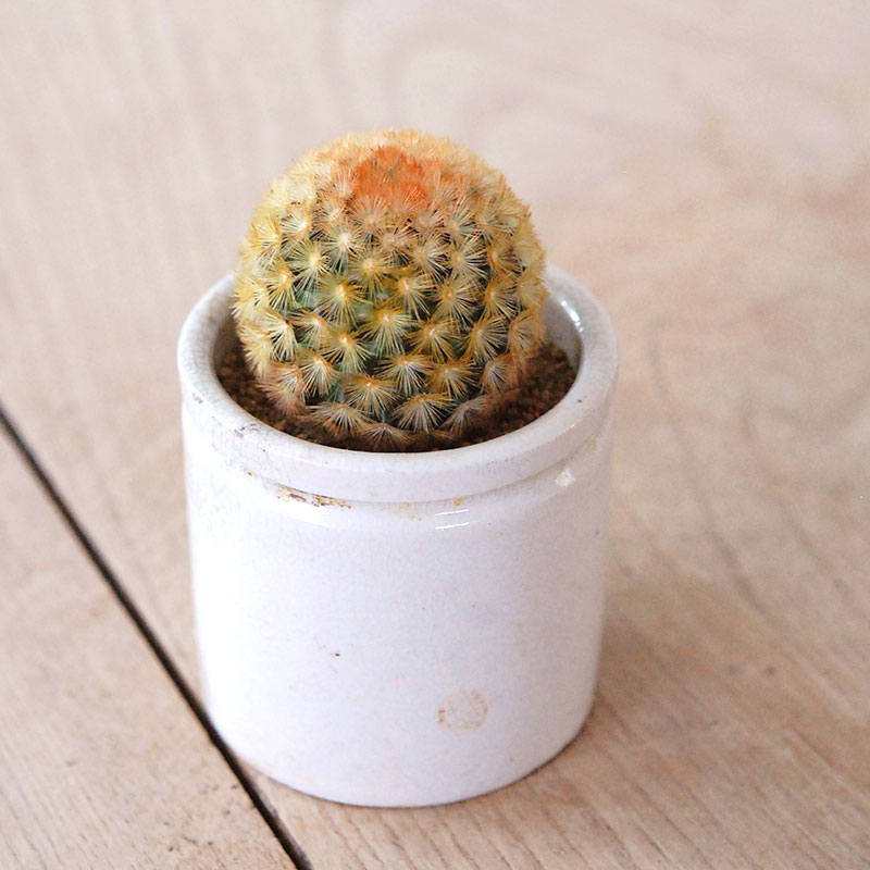 Mammillaria カルメナエ x antique pot