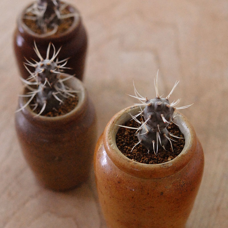 Tephrocactus 姫武蔵野 x antique pot