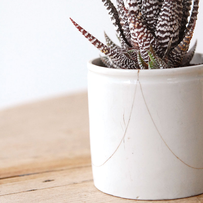 succulent x ageing pot