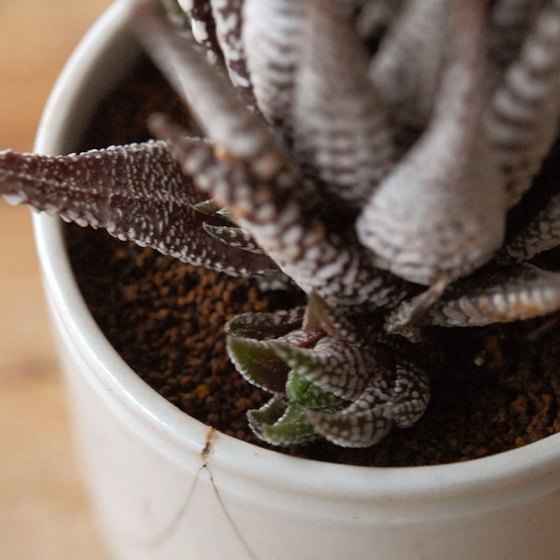 succulent x ageing pot