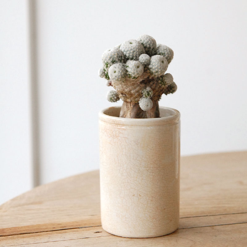 succulent x ageing pot
