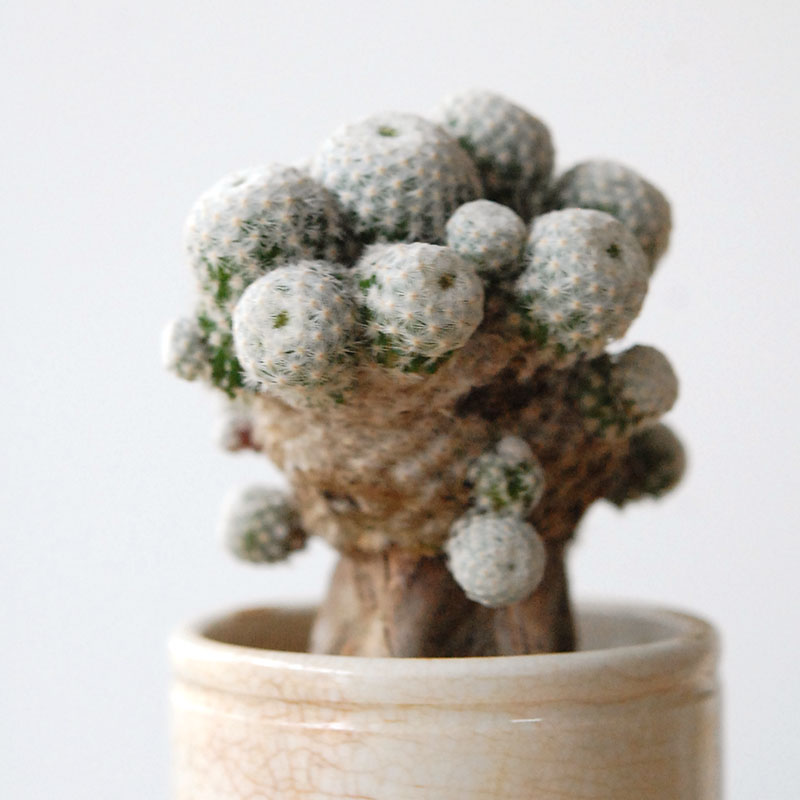 succulent x ageing pot
