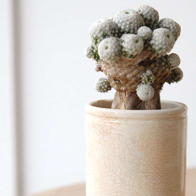 succulent x ageing pot