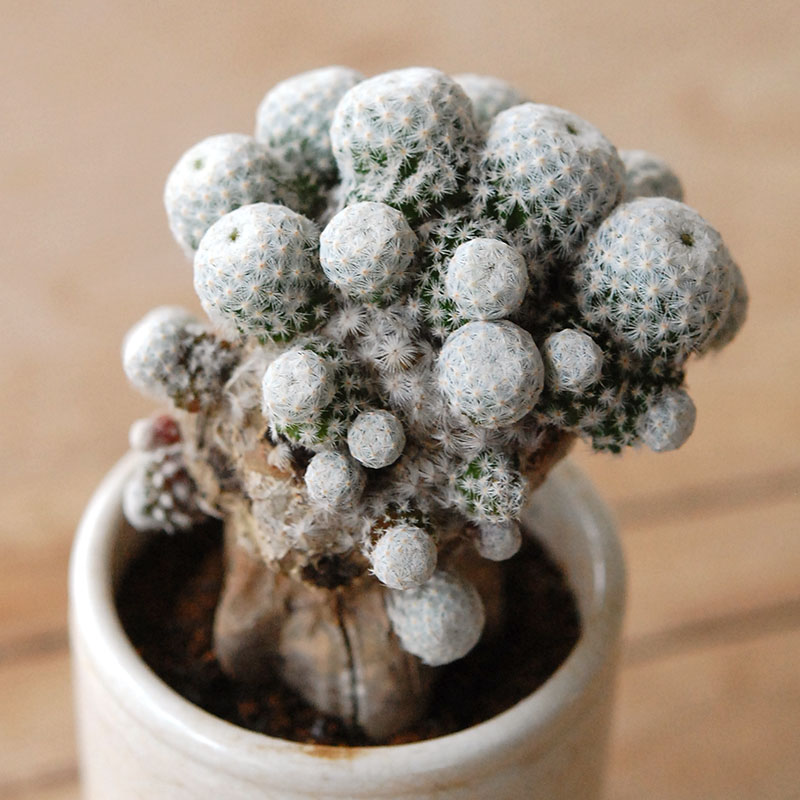 succulent x ageing pot