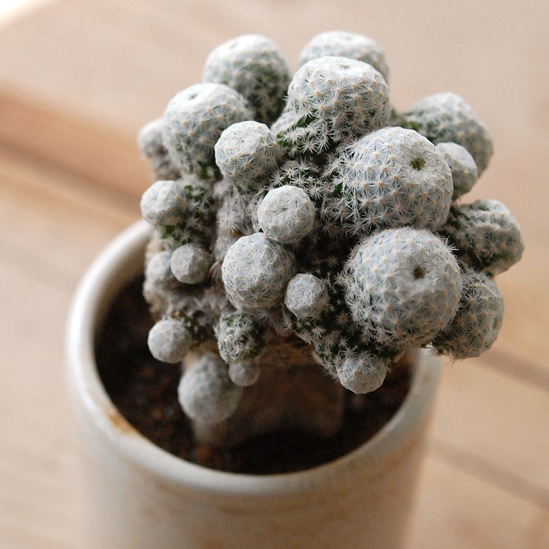 succulent x ageing pot