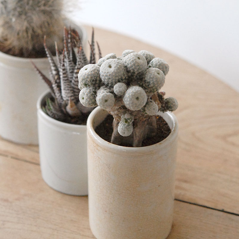 succulent x ageing pot