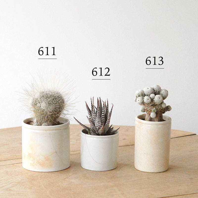 succulent x ageing pot