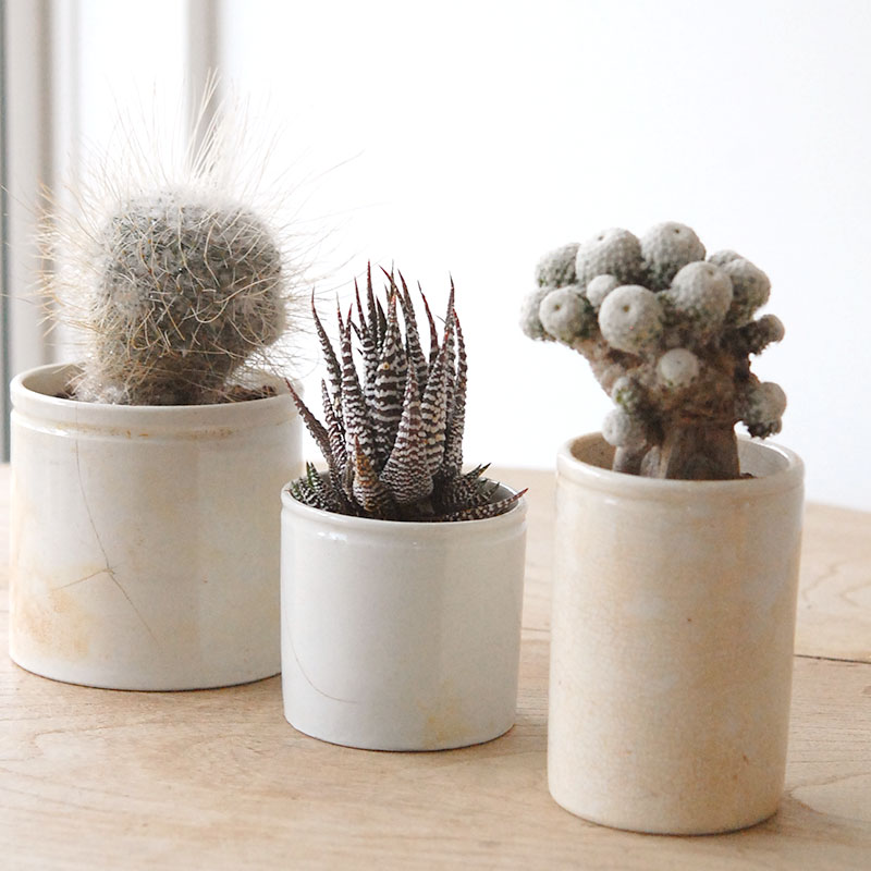 succulent x ageing pot