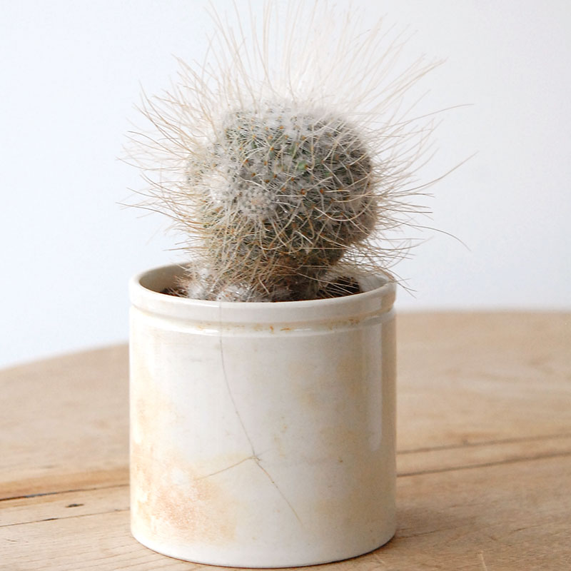 succulent x ageing pot