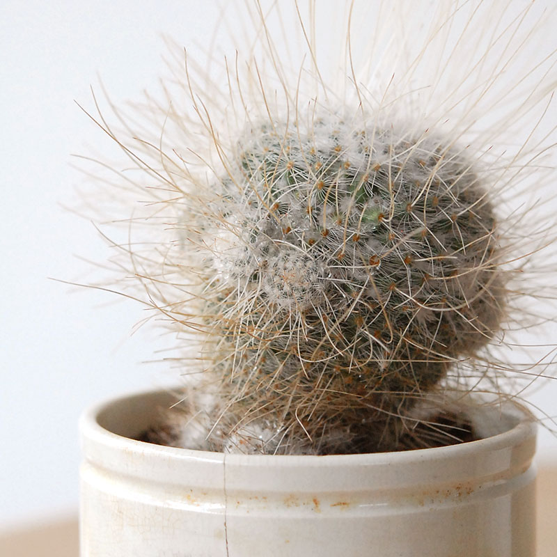 succulent x ageing pot