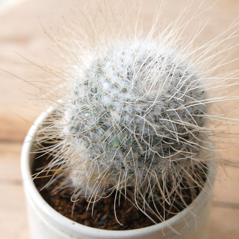 succulent x ageing pot