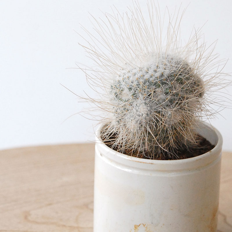 succulent x ageing pot