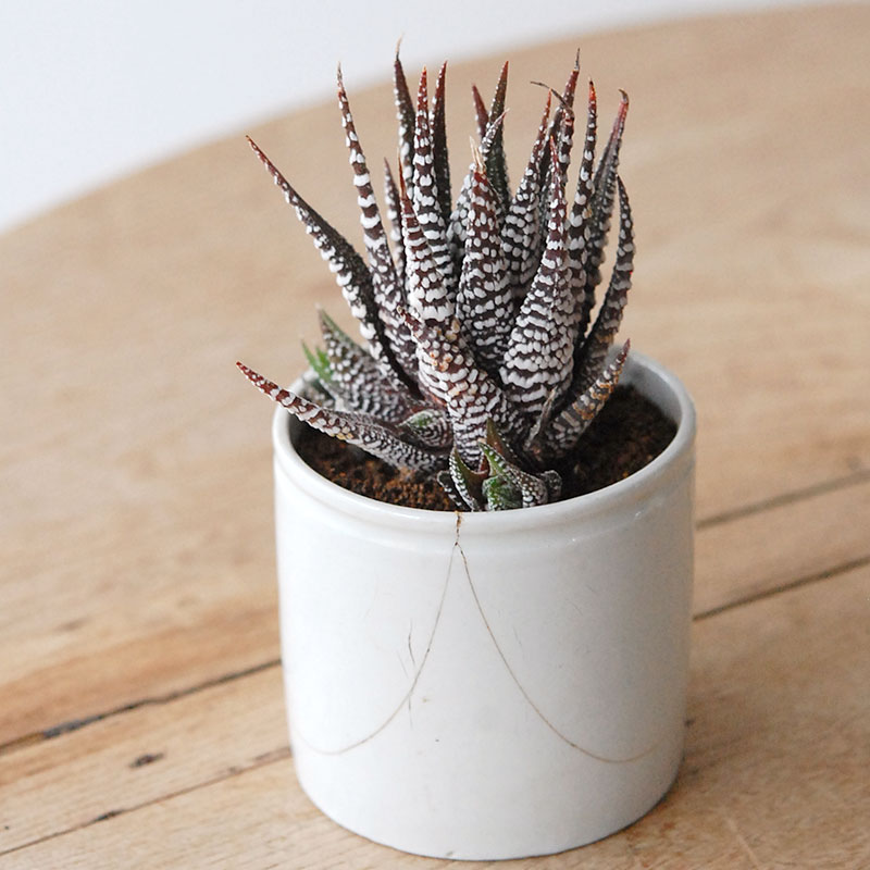 succulent x ageing pot