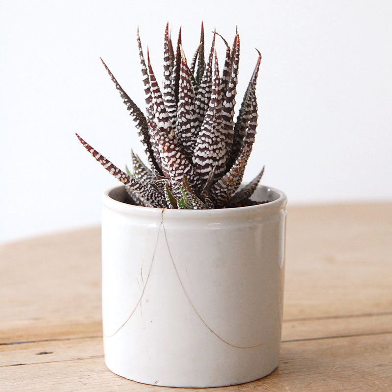 succulent x ageing pot