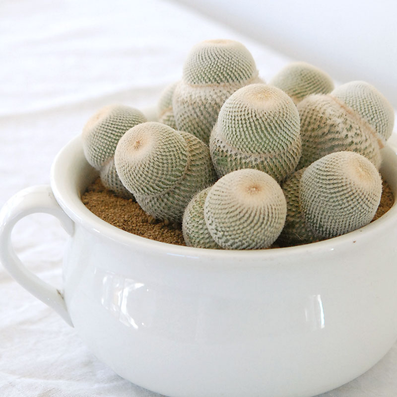 Epithelantha 大型月世界 x antique pot 495