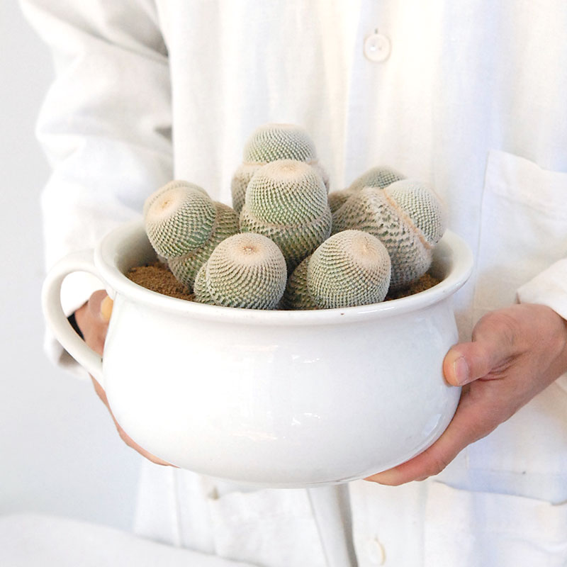 Epithelantha 大型月世界 x antique pot 495