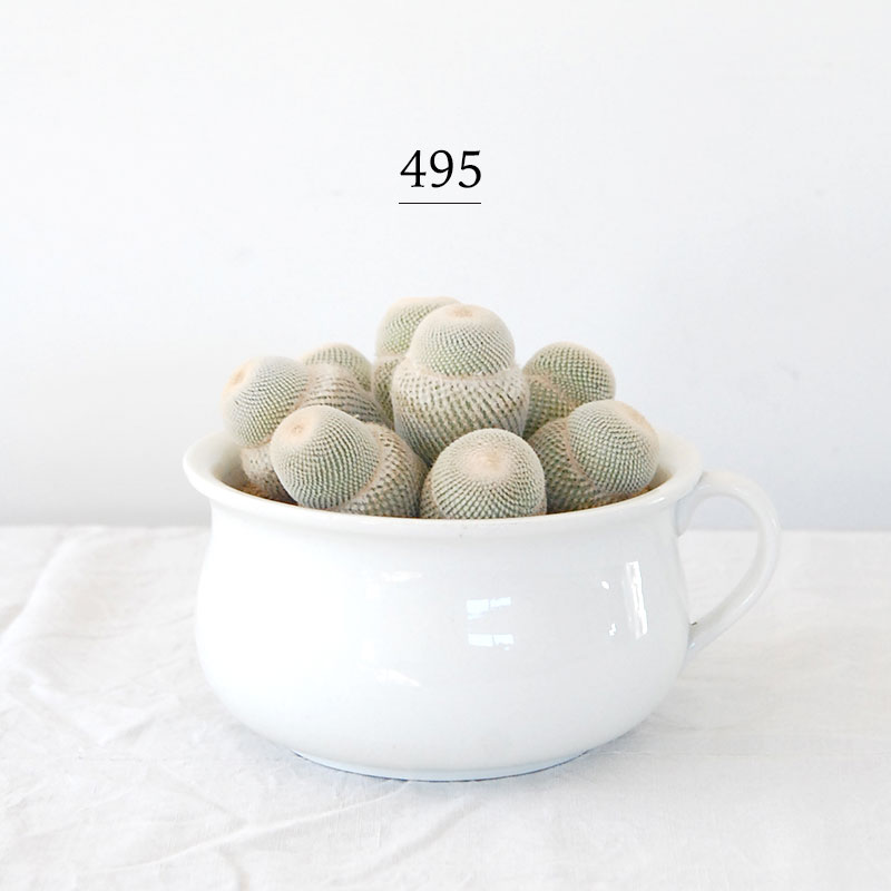 Epithelantha 大型月世界 x antique pot 495